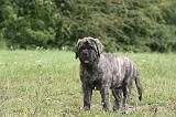 MASTIFF 009